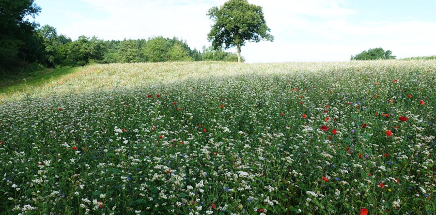 Burgdorf, Kanton Bern